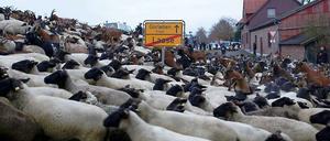 Atomkraftgegner setzen bei der Blockade des Castor-Transports im Wendland auch auf "tierische Unterstützung". Mehrere hundert Schafe und Ziegen waren am Montagnachmittag zwischen Laase und Gorleben auf der nördlichen der beiden möglichen Transportrouten des Castor-Konvois unterwegs.