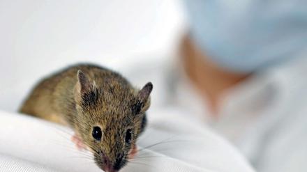 Forscher konnten Alzheimer bei Mäusen stoppen.