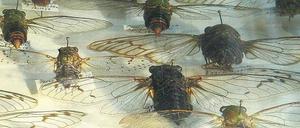 Insekten und Insignien. Ernst Jüngers Zikadensammlung, sein Stahlhelm aus dem Ersten Weltkrieg und eines seiner Notizbücher in der Marbacher Ausstellung. Fotos: Chris Korner/DLA