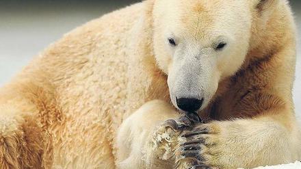 Bärendienst. So kauert Knut vielfach den lieben langen Tag auf dem Felsen. Foto: dapd