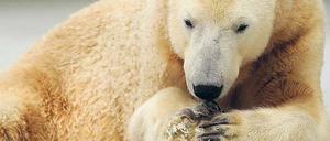 Bärendienst. So kauert Knut vielfach den lieben langen Tag auf dem Felsen. Foto: dapd