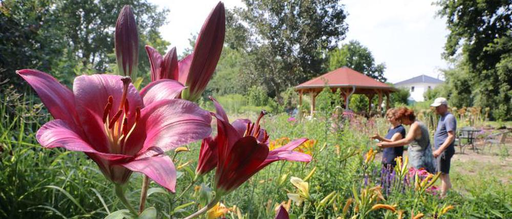 Am Wochenende können Besucher wieder Gärten in Berlin und im Umland bestaunen.