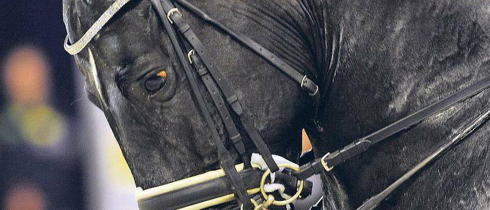Totilas, das neue Pferd von Dressurreiter Matthias Alexander Rath, hat 10 Millionen Euro gekostet.
