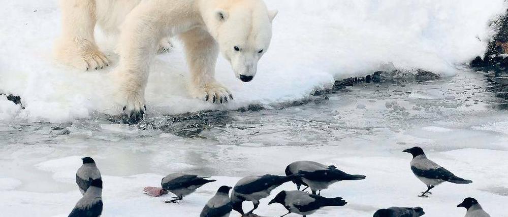 Mitesser. Je dicker die Schneedecke, desto schwieriger die Futtersuche für die Vögel. Einige Krähen versorgen sich im Eisbärengehege des Zoos.