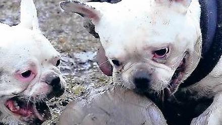 Süß oder giftig? Selbst kleinere Hunde, die herumtollen, können Kinder und Erwachsene verunsichern. Deshalb gilt auch in Parks die Leinenpflicht – die oft missachtet wird.