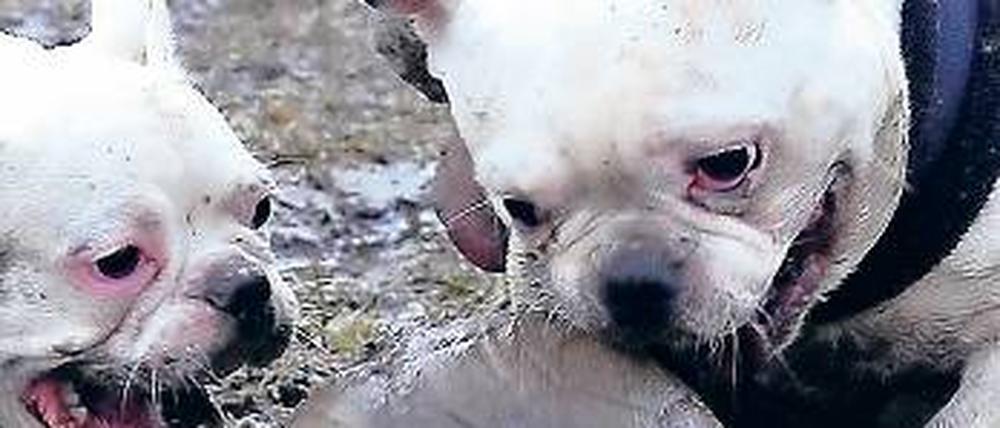 Süß oder giftig? Selbst kleinere Hunde, die herumtollen, können Kinder und Erwachsene verunsichern. Deshalb gilt auch in Parks die Leinenpflicht – die oft missachtet wird.