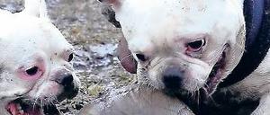 Süß oder giftig? Selbst kleinere Hunde, die herumtollen, können Kinder und Erwachsene verunsichern. Deshalb gilt auch in Parks die Leinenpflicht – die oft missachtet wird. 