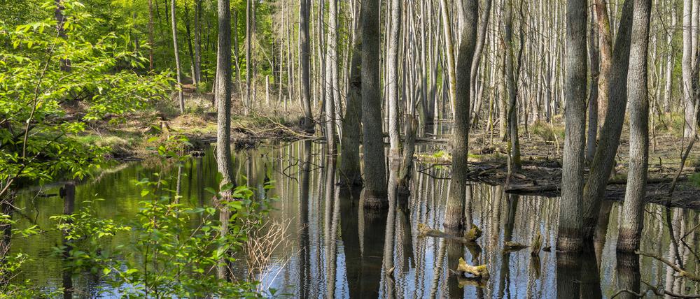Christian Morgenstern liebte den Wald bei Birkenwerder.