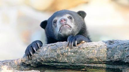Im Zoo haben alle mit Ferienpass einmal freien Eintritt, von 9 bis 17 Uhr. Foto: dapd