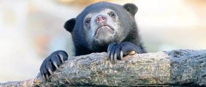 Im Zoo haben alle mit Ferienpass einmal freien Eintritt, von 9 bis 17 Uhr. Foto: dapd