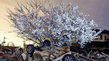 Stillleben. Frühling in Natori in der Provinz Miyagi. Die Stadt war vom Tsunami vollständig überschwemmt worden. 