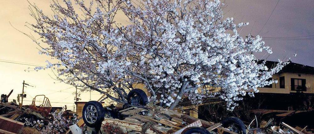 Stillleben. Frühling in Natori in der Provinz Miyagi. Die Stadt war vom Tsunami vollständig überschwemmt worden. 