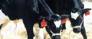 Nicht zu erkennen. Klonkälber Foto: AFP