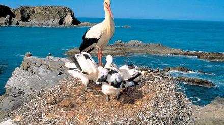 Luftiges Heim. Am Kap Sardão baut Familie Adebar das Nest auf den Klippen überm Atlantischen Ozean. Die Aussicht kann nicht besser sein. Foto: picture-alliance/NHPA/photoshot