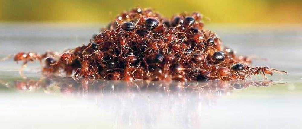 Gemeinsam stark. Feuerameisen bilden mit ihren Körpern ein Floß. Foto: dpa