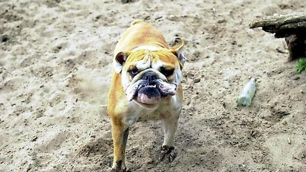 Ein Hund im Sand am Grunewaldsee.