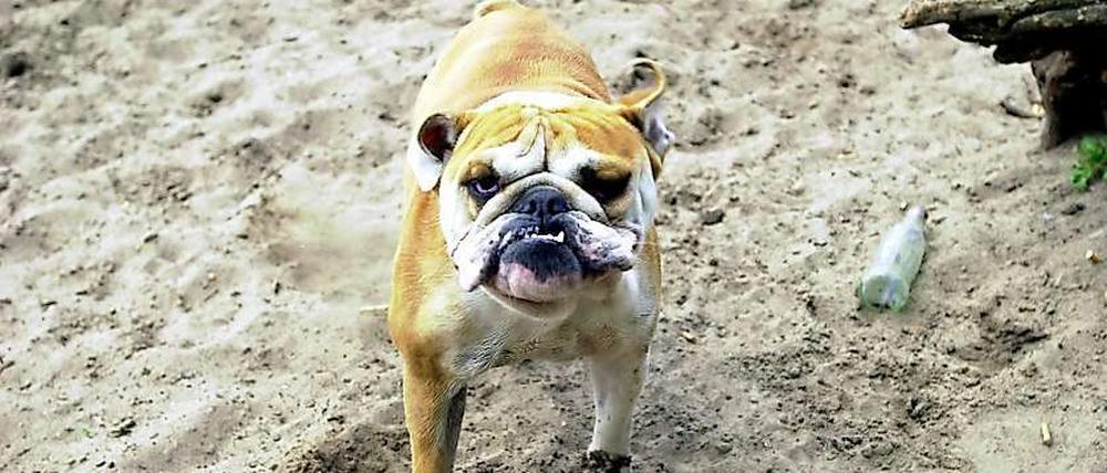 Ein Hund im Sand am Grunewaldsee.