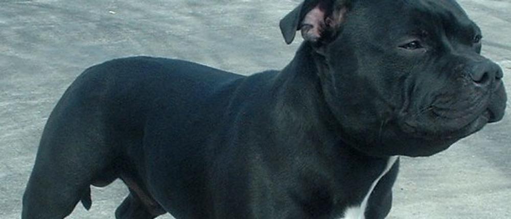 Gilt als Kampfhund: Der Pitbull.