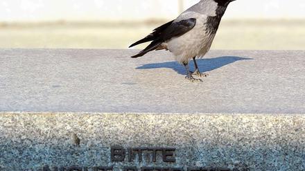Krähen wühlen in Müll und töten kleinere Vögel. Das macht sie nicht gerade zu beliebten Tieren. 