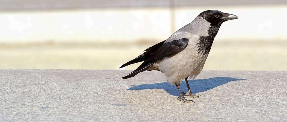 Krähen wühlen in Müll und töten kleinere Vögel. Das macht sie nicht gerade zu beliebten Tieren. 
