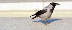 Krähen wühlen in Müll und töten kleinere Vögel. Das macht sie nicht gerade zu beliebten Tieren.