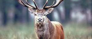 Brückentechnologie kommt diesem Hirsch nicht mehr zu Hilfe. Fünf Millionen Euro für einen Autobahnübergang sind Minister Ramsauer zu teuer.