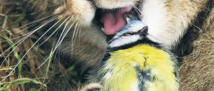 In die Krallen bekommen. Hauskatzen haben einen starken Jagdinstinkt und setzen der Vogelwelt in Wohngebieten stark zu. Foto: picture-alliance/dpa