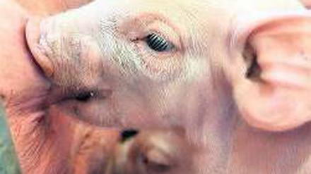 Niedlich aber teuer. Schweinefleisch kostet im laufenden Jahrzehnt preisbereinigt gut zehn Prozent mehr als im vergangenen – genau wie Fisch und Käse. Foto: dpa