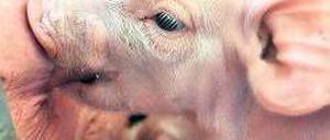 Niedlich aber teuer. Schweinefleisch kostet im laufenden Jahrzehnt preisbereinigt gut zehn Prozent mehr als im vergangenen – genau wie Fisch und Käse. Foto: dpa