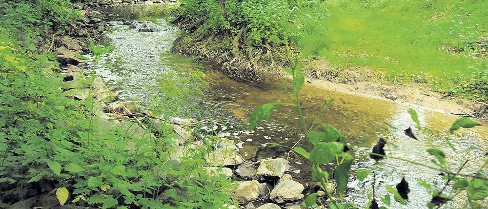 Eine Idylle. Der Erlenbach auf dem Stadtgebiet von Frankfurt am Main ist renaturiert worden und gilt als beliebtes Ausflugsziel. Foto: Boris Roessler/dpa
