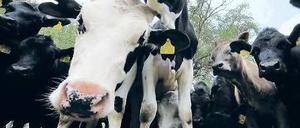 Nah dran. Auf Gut Kerkow bei Angermünde kann man am Wochenende bei der Brandenburger Landpartie sehen, wie es Rindern in der Schorfheide geht. Foto: Theo Heimann/dapd