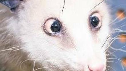Gut genährt. Dem Opossum Heidi quillt das Fett aus den Augen. Es schielt nicht, sondern ist schlicht zu gut genährt, vermuten Forscher. Der Leipziger Zoo hält dagegen. Foto: p-a/dpa