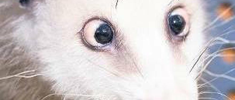 Gut genährt. Dem Opossum Heidi quillt das Fett aus den Augen. Es schielt nicht, sondern ist schlicht zu gut genährt, vermuten Forscher. Der Leipziger Zoo hält dagegen. Foto: p-a/dpa