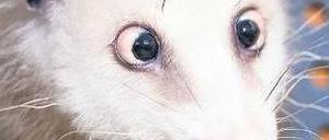 Gut genährt. Dem Opossum Heidi quillt das Fett aus den Augen. Es schielt nicht, sondern ist schlicht zu gut genährt, vermuten Forscher. Der Leipziger Zoo hält dagegen. Foto: p-a/dpa