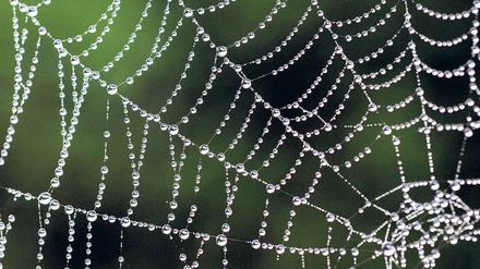 Netz oder Falle. Wer sich im Internet Rat holt, profitiert von der Erfahrung vieler anderer – weiß aber nicht, ob sie zuverlässig sind. Foto: dpa