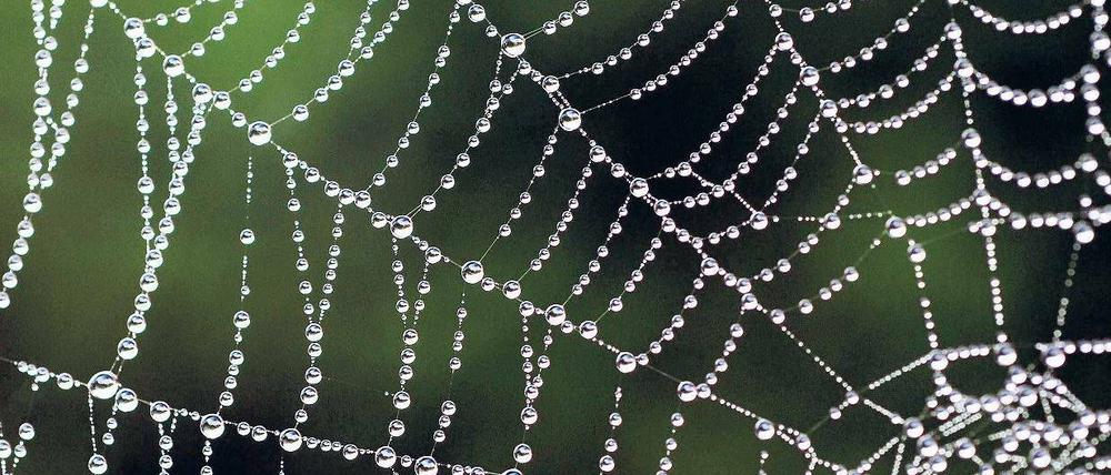 Netz oder Falle. Wer sich im Internet Rat holt, profitiert von der Erfahrung vieler anderer – weiß aber nicht, ob sie zuverlässig sind. Foto: dpa
