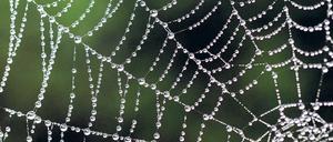 Netz oder Falle. Wer sich im Internet Rat holt, profitiert von der Erfahrung vieler anderer – weiß aber nicht, ob sie zuverlässig sind. Foto: dpa