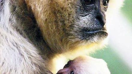 Mit Nachwuchs. Die Größe der jetzt entdeckten Gibbon-Gruppe könnte die Erhaltung der Art sichern, sagen Experten. Foto: Reuters