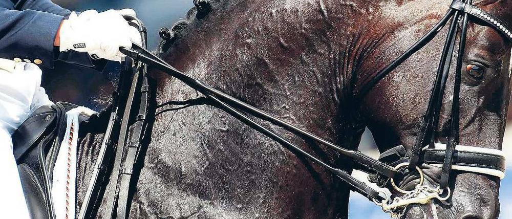 Ein Königreich für ein Pferd. Totilas lässt beim Chio in Aachen alles andere in den Hintergrund treten – sogar den eigenen Reiter Matthias Alexander Rath. 