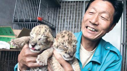 Aus der Art geschlagen. Diese beiden Kätzchen in einem Zoo im chinesischen Weihai sind die Nachkommen der Tigerdame Hua Hua, die sich mit einem Löwen fortgepflanzt hat. Sie werden als Liger bezeichnet und sind nur eines von zahlreichen Beispielen von Hybriden bei Tieren.