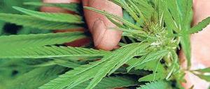 Gezackt und schmal. Die Blätter der Hanfpflanzen sind leicht zu erkennen. Foto: dpa