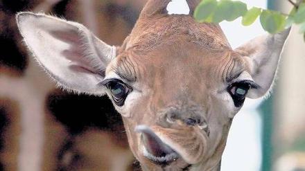 Mahlzeit. Tierpark-Chef Bernhard Blaszkiewitz will dem Regierenden Bürgermeister Klaus Wowereit (SPD) am heutigen Montag auch das am 18. Juli geborene Giraffenjunge „Moritz“ vorstellen. Jungtiere bringen Zoos immer mehr Besucher. Foto: Stephanie Pilick/dpa