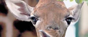 Mahlzeit. Tierpark-Chef Bernhard Blaszkiewitz will dem Regierenden Bürgermeister Klaus Wowereit (SPD) am heutigen Montag auch das am 18. Juli geborene Giraffenjunge „Moritz“ vorstellen. Jungtiere bringen Zoos immer mehr Besucher. Foto: Stephanie Pilick/dpa