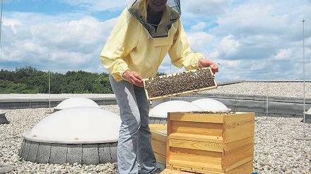 Imkerin Hilde Smits mit ihren Bienen auf dem Dach des Musikinstrumentenmuseums.