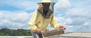 Imkerin Hilde Smits mit ihren Bienen auf dem Dach des Musikinstrumentenmuseums.