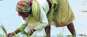 Quellen des Treibhausgases. Methan entsteht auch auf Reisfeldern. Ein Viertel der Erderwärmung geht auf das Gas zurück. Fotos: ddp/AFP