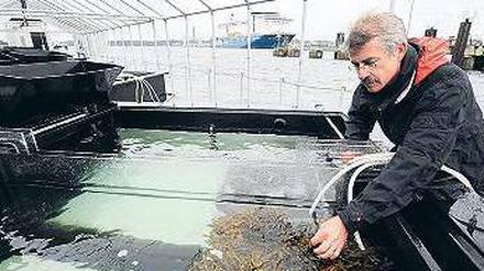 Blasentang und Miesmuscheln. Martin Wahl und sein Team untersuchen in „Benthokosmen“, wie Bodenlebewesen aus der Ostsee mit wärmerem Wasser und weniger Sauerstoff zurechtkommen. Foto: dpa