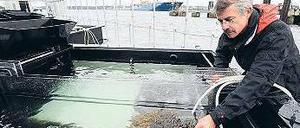 Blasentang und Miesmuscheln. Martin Wahl und sein Team untersuchen in „Benthokosmen“, wie Bodenlebewesen aus der Ostsee mit wärmerem Wasser und weniger Sauerstoff zurechtkommen. Foto: dpa