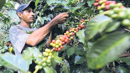 Existenzsichernd. Kaffee ist das populärste Fair-Trade-Produkt. Trotzdem sind insgesamt nur 1, 2 Prozent davon fair gehandelt. Foto: dpa
