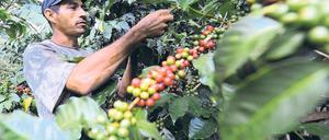 Existenzsichernd. Kaffee ist das populärste Fair-Trade-Produkt. Trotzdem sind insgesamt nur 1, 2 Prozent davon fair gehandelt. Foto: dpa